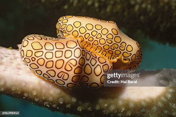 pair of flamingo tongue cowries - flamingo tongue snail stock pictures, royalty-free photos & images