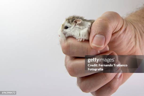 rat or hamster in owner's hand - rat escaping stock pictures, royalty-free photos & images