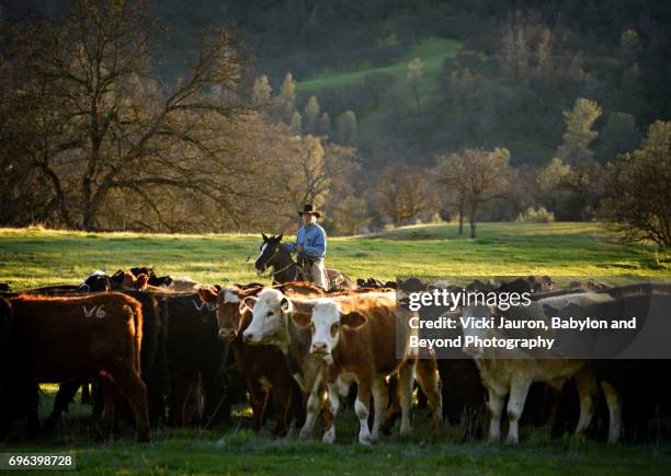 California Ranchers 223 Parkfield California Stock Photos, High-Res Pictures, and Images ...