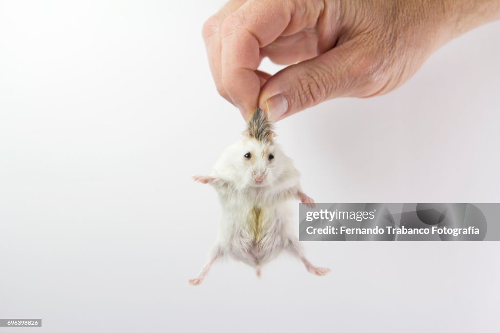 Man holds a hamster by hair