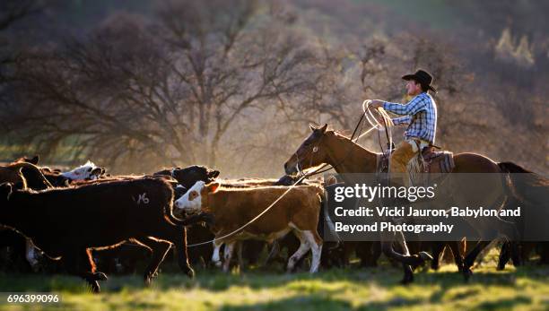 cowboy with lasso herding cattle in california - americana de cuero fotografías e imágenes de stock