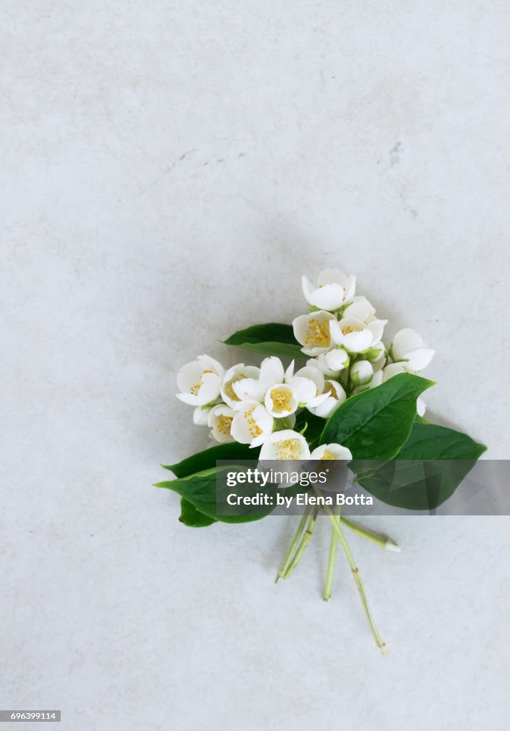 Fresh jasmine flowers (Leaves, white flowers and buds)
