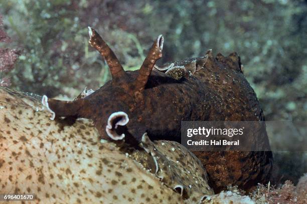 sea hare - sea hare stock pictures, royalty-free photos & images