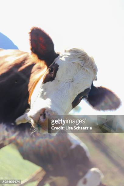 cow looking at camera - bauernberuf stockfoto's en -beelden