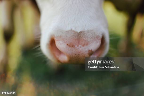 cow looking at camera - bauernberuf stockfoto's en -beelden