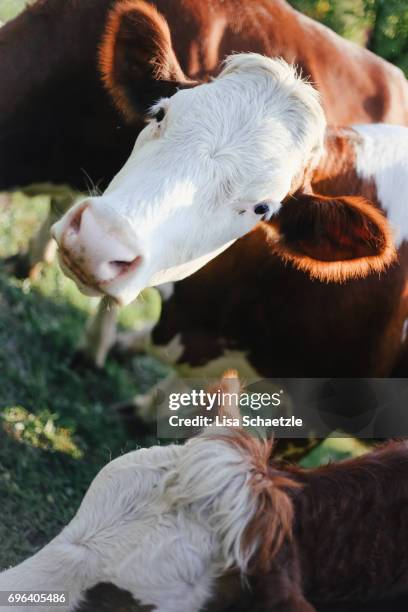 cow looking at camera - bauernberuf 個照片及圖片檔