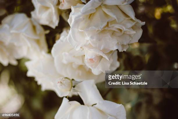 rose flower in summer - blüte stockfoto's en -beelden