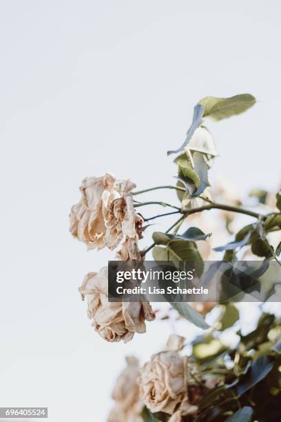 rose flower in summer - blühend fotografías e imágenes de stock