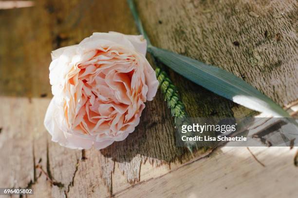 rose flower in summer - blühend foto e immagini stock