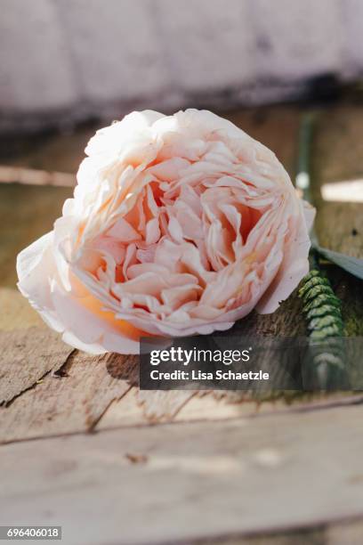 rose flower in summer - blühend foto e immagini stock