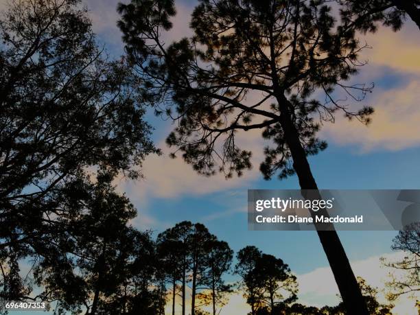 the blue hour - longleaf pine stock pictures, royalty-free photos & images