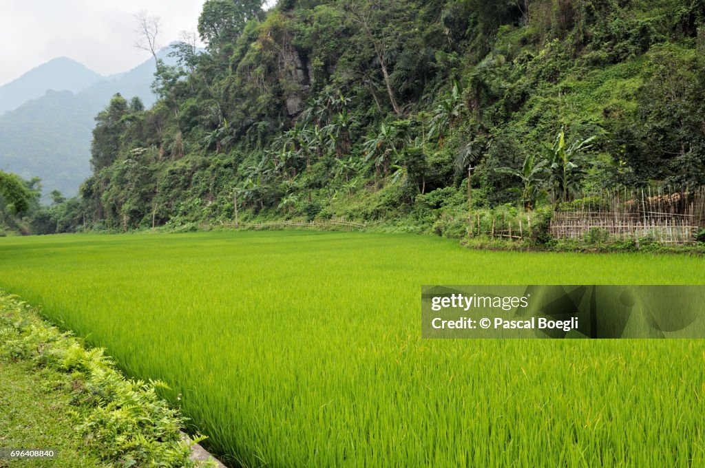 Rice paddy in Ba Be National Park, north Vietnam