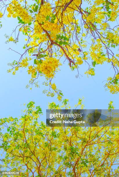 golden shower/cassia fistula - amaltas foto e immagini stock