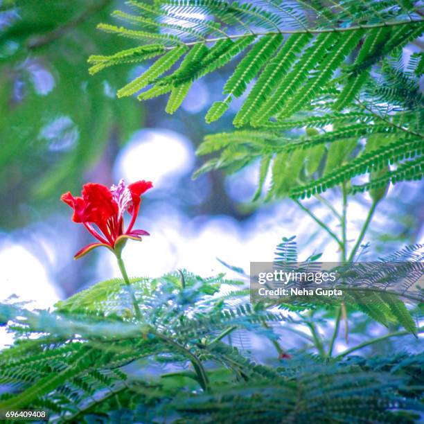royal poinciana - delonix regia stock pictures, royalty-free photos & images