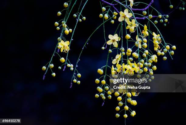 golden shower/cassia fistula - amaltas foto e immagini stock