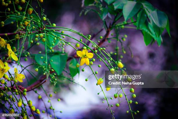 golden shower/cassia fistula - amaltas foto e immagini stock