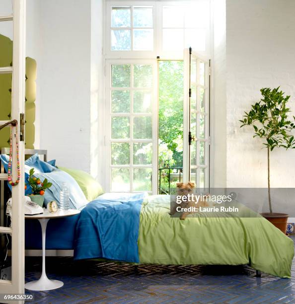 colorful, and sunny bedroom with a  dog - ensolarado imagens e fotografias de stock