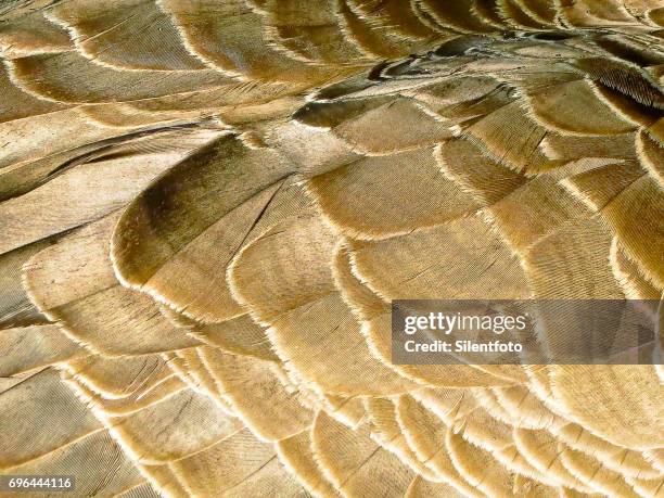 close-up of canada goose feather pattern - ruffled feathers stock pictures, royalty-free photos & images