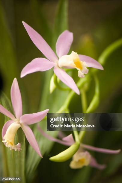 laelia lucasiana orchid flowers - laelia stock pictures, royalty-free photos & images