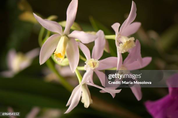 laelia lucasiana orchid flowers - laelia stock pictures, royalty-free photos & images