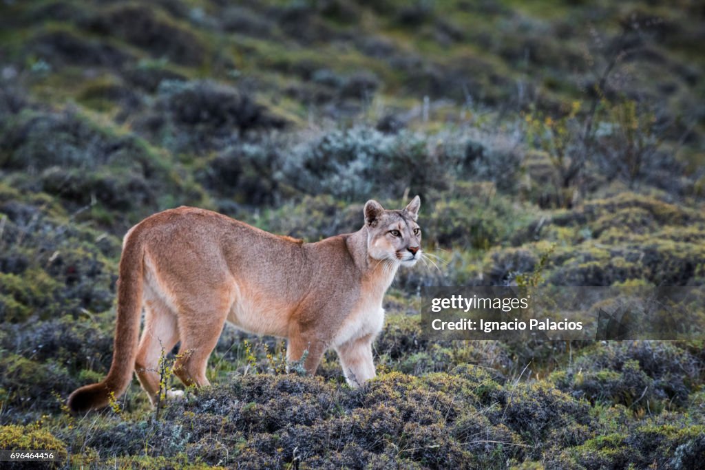 Female puma found in Torres del Paine National Park