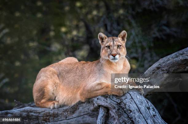 female puma found in torres del paine national park - puma felino selvatico foto e immagini stock