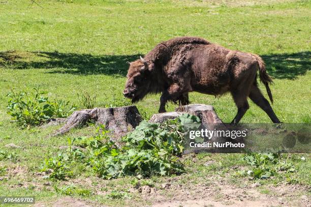 Zubr or wisent - the European Bison is seen in Bialowieza, Poland, on 15 June 2017 People enjoy sunny day and visit European bison Show Reserve in...