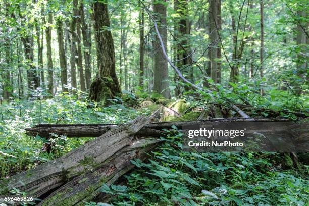 Zone of Bialowieza Forest Biosphere Reserve is seen in Bialoweza, Poland on 15 June 2017 Bialowieza Forest is one of the last and largest remaining...