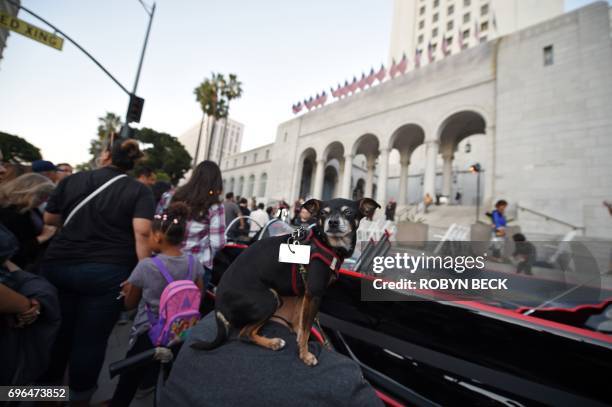 Man with his dog sitting on his shoulders waits to see the Batman "Bat-signal" projected onto Los Angeles City Hall in a tribute to the late actor...