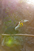 Wreathed Hornbill bird