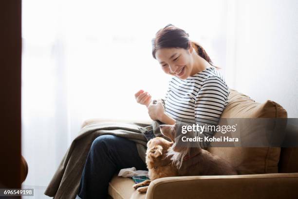 woman with dogs sewing on the sofa - frau chihuahua stock-fotos und bilder