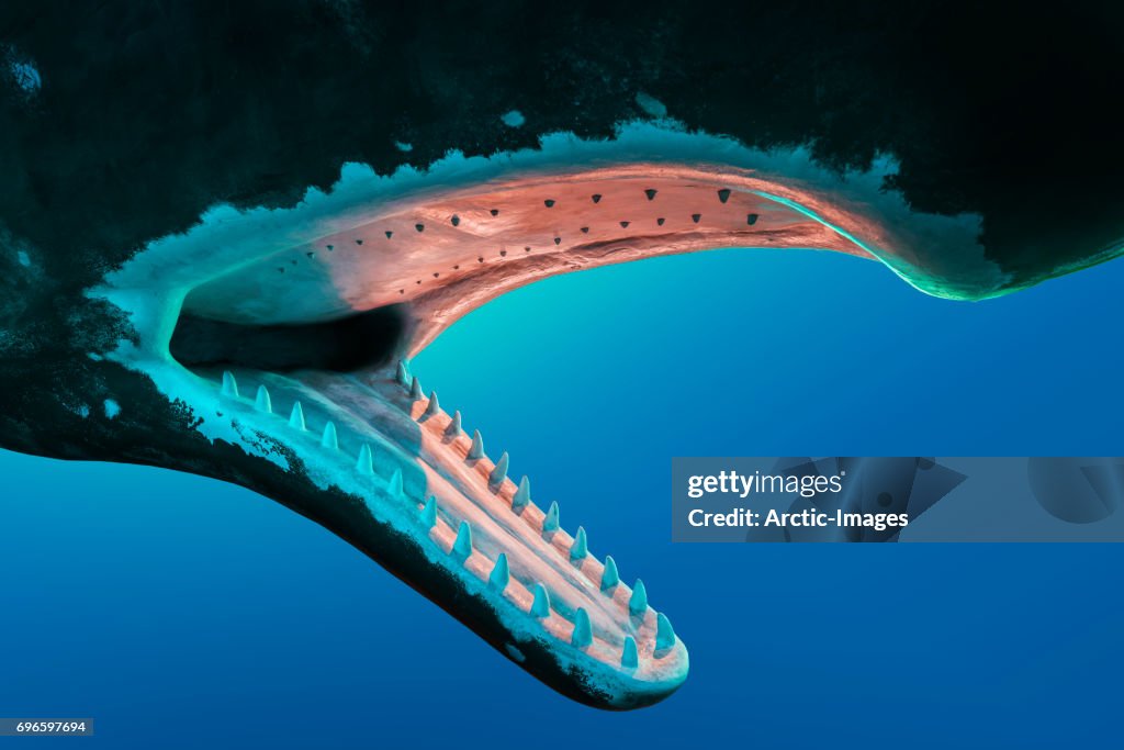 Model- Sperm Whale's Teeth