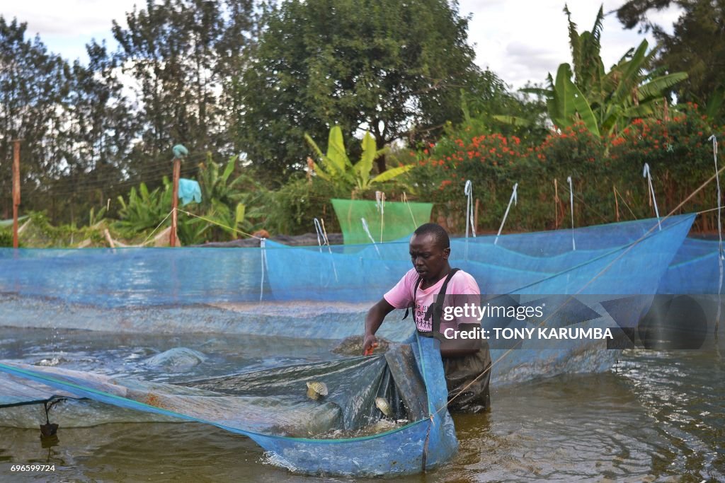 FISH FARM