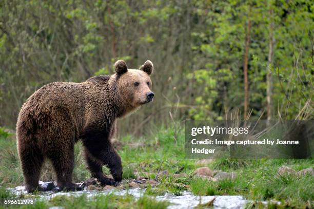 wild brown bear in the carparthian mountains - rumänien stock-fotos und bilder