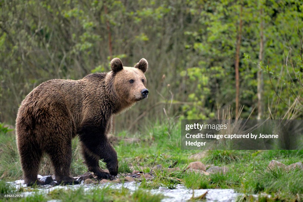 Wild Brown Bear in the Carparthian Mountains