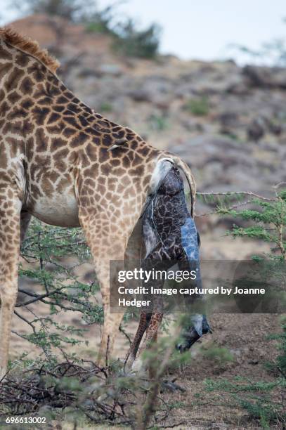 780 Animal Giving Birth Photos and Premium High Res Pictures - Getty Images 780 Animal Giving Birth Photos and Premium High Res Pictures - Getty Images