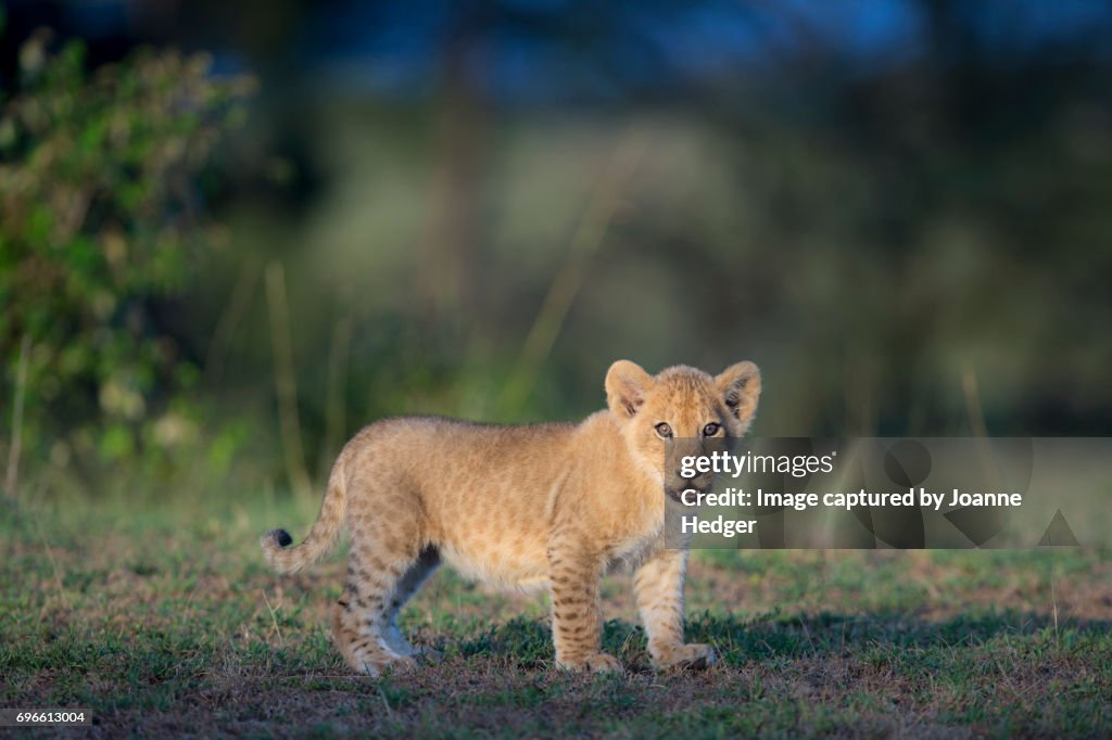 Lion cub in the Mara
