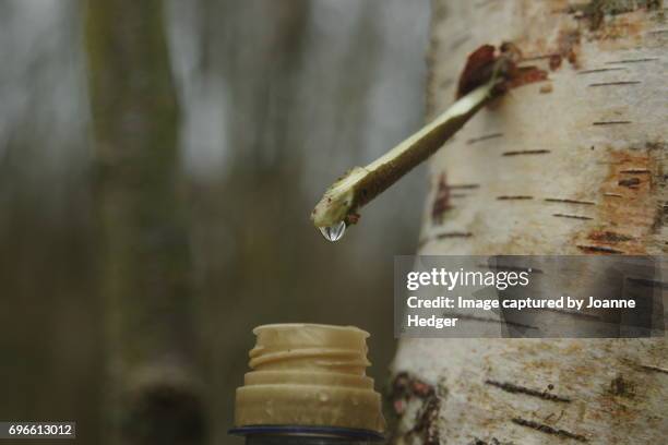 tapping tree sap - látex flora - fotografias e filmes do acervo