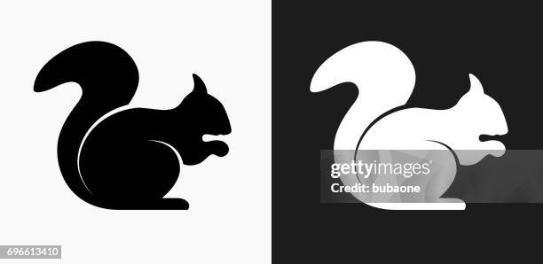 squirrel icon on black and white vector backgrounds - squirrel stock illustrations