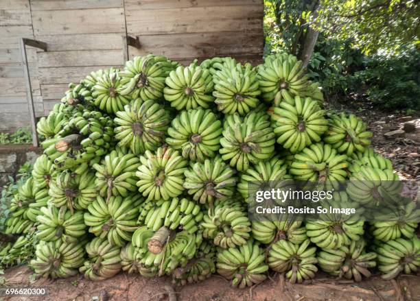 pile of green bananas, ranomafana, madagascar - ranomafana stock pictures, royalty-free photos & images