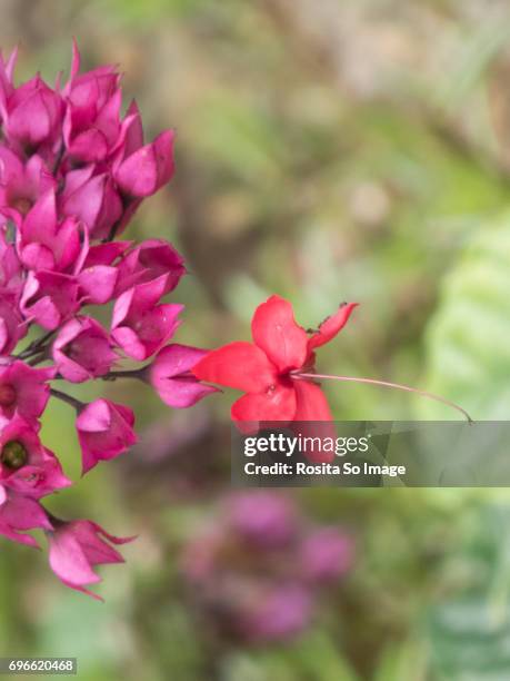 clerodendrum x speciosum, red bleeding heart, java glory bean - clerodendrum bildbanksfoton och bilder