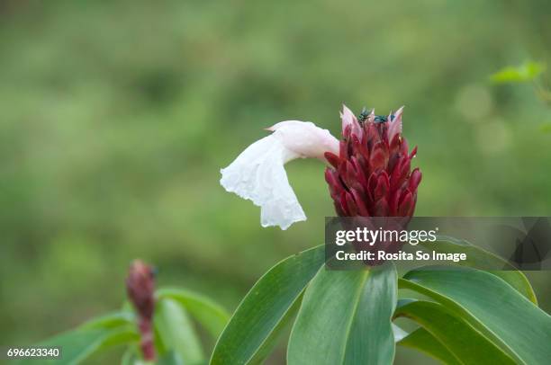 costus speciosus, crepe ginger - ranomafana stock pictures, royalty-free photos & images