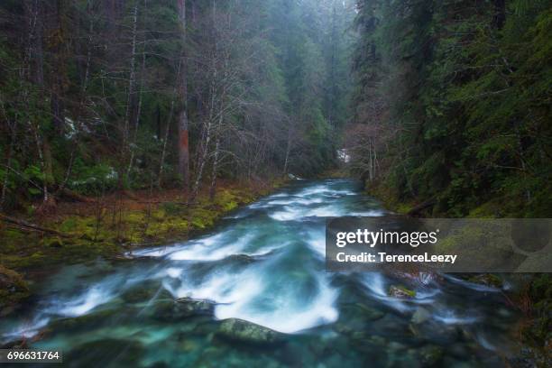 opal creek wilderness, salem, oregon - oregon wilderness stock pictures, royalty-free photos & images