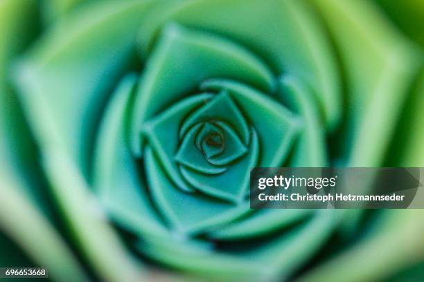 daffodils flower. - symmetry nature stock pictures, royalty-free photos & images