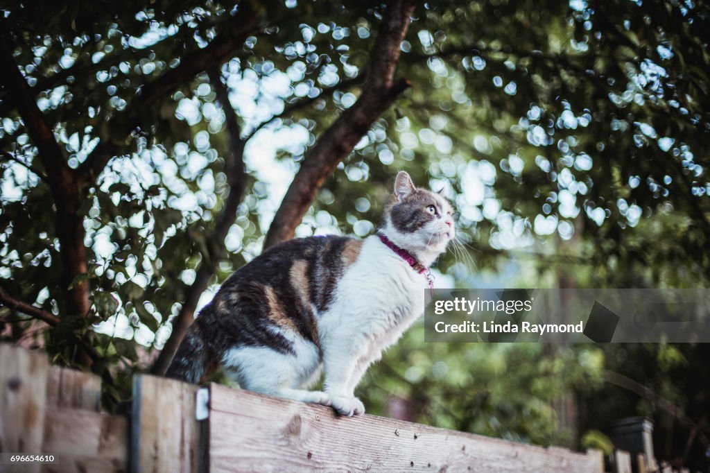 A cat standing on a fence