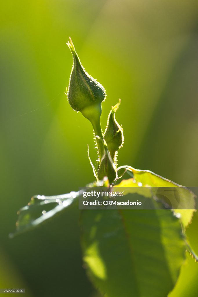 Rose bud.