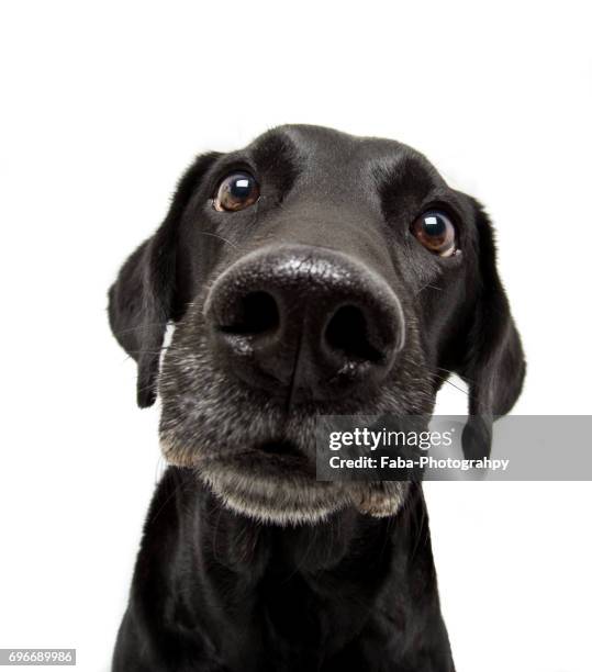 happy looking dog - nariz de animal fotografías e imágenes de stock