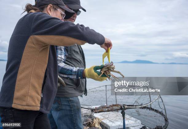measuring crabs caught - dungeness crab stock pictures, royalty-free photos & images