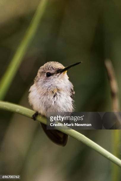 costa's hummingbird baby - コスタハチドリ ストックフォトと画像