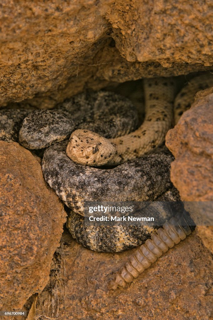 Tiger Rattlesnake